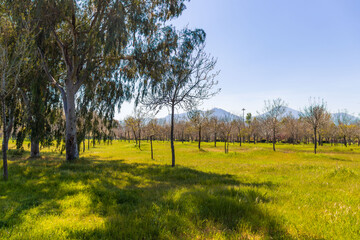 Fototapeta premium Izmir Wildlife Park, called inceralti Kent ormanli, is a large and beautiful park area with flamingos