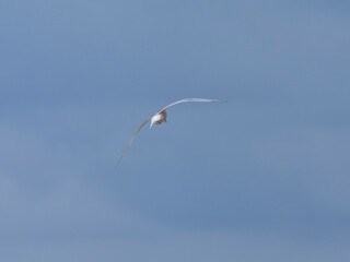 a beautiful seagull flying in the sky
