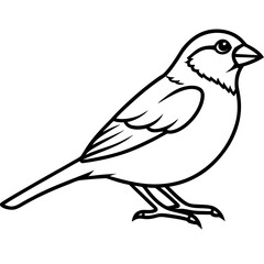 Elegant Sparrow in Single Line Art