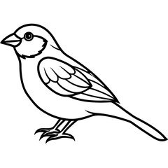 Elegant Sparrow in Single Line Art
