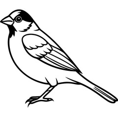 Elegant Sparrow in Single Line Art