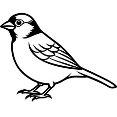 Elegant Sparrow in Single Line Art