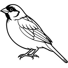 Elegant Sparrow in Single Line Art