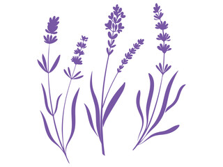 Obraz premium lavender flowers isolated on white background