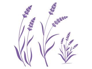 lavender flowers isolated on white background