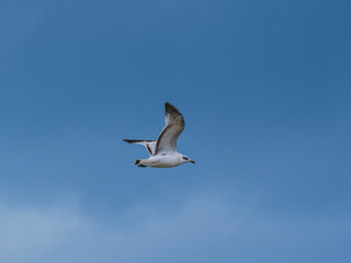 seagull flying beautiful blue sky