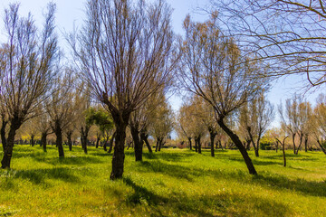 Fototapeta premium Izmir Wildlife Park, called inceralti Kent ormanli, is a large and beautiful park area with flamingos