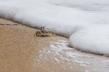Crab running away from wave