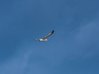 seagull flying beautiful blue sky
