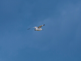 seagull flying beautiful blue sky