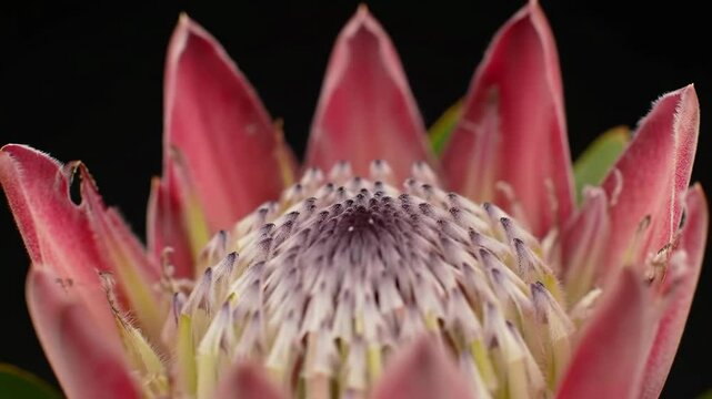 Detailed Exploration of a Pink Protea Flower Blooming on Black Background