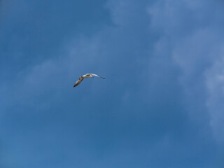 seagull flying beautiful blue sky
