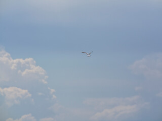 a beautiful seagull flying in the sky