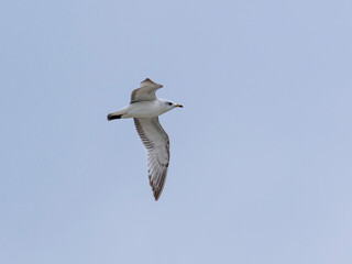 a beautiful seagull flying in the sky