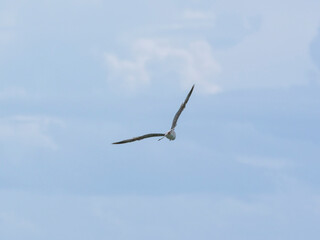 a beautiful seagull flying in the sky