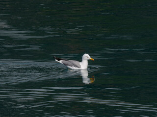 a cute seagull resting on the sea