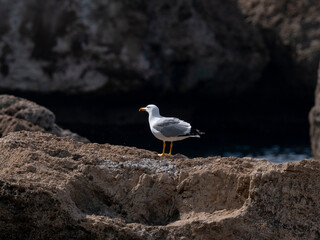 Beautiful seagull on the cliffs