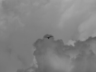 a beautiful seagull flying in the sky