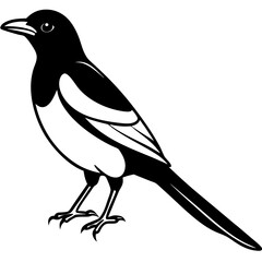 Magpie Outline Simple Vector Art