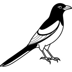 Magpie Outline Simple Vector Art