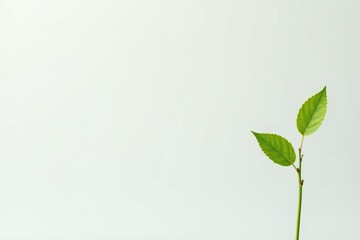 Single, delicate sapling against pure white backdrop, sprout, delicate