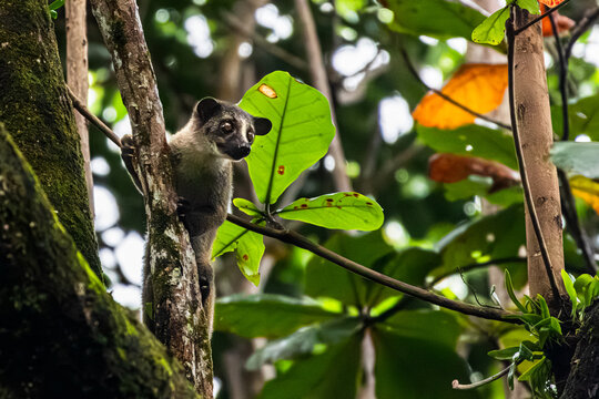 Small-toothed palm civet on tree