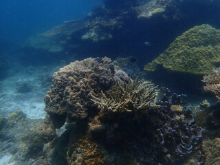 Coral reef area at Malaysia