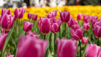 Tulips in full bloom