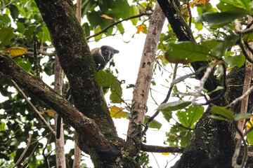 Small-toothed palm civet on tree