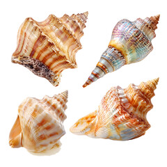 Obraz premium sea shells isolated on white background