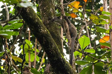 Small-toothed palm civet on tree