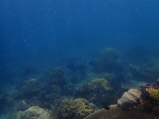 Coral reef area at Malaysia