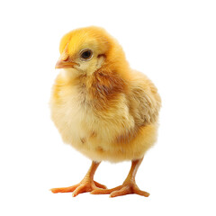 Fototapeta premium baby chicken isolated on white background
