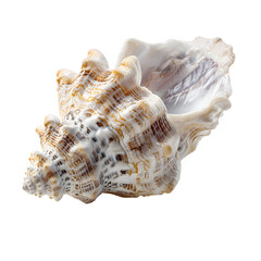 Obraz premium sea shell isolated on white background