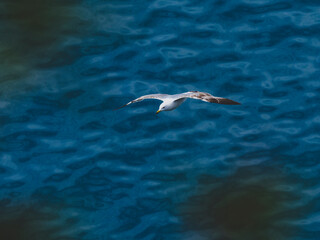 Fototapeta premium seagull flying over the sea