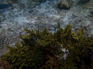 Coral reef area at Malaysia
