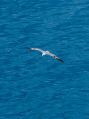 seagull flying over the sea