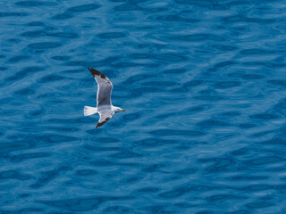 seagull flying over the sea