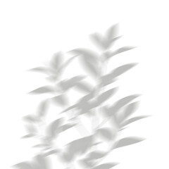 Abstract natural tree leaves silhouette shadows on transparent background png_1