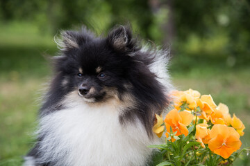 A white fluffy spitz dog with black spots sits next to orange flowers.