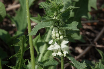 White Dead Nettle (Lamium album)