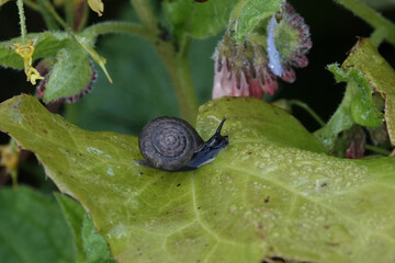A Strawberry Snail (Trochulus striolatus) walking on a leaf