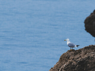 Beautiful seagull on the rock