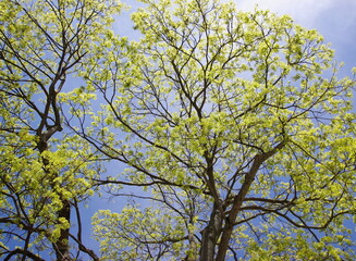 tree branches in early spring 