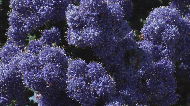Ceanothus flowers dark blue - Closeup of flowers of Ceanothus -Dark Star in a garden in Spring