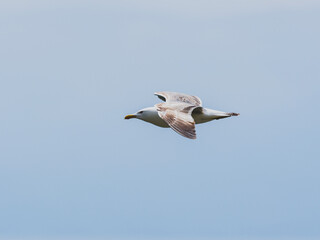 seagull flying beautiful blue sky