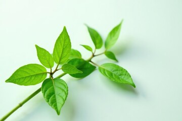 Obraz premium Delicate green plant with intricate leaves on a clean white surface, abstract, plant, floral