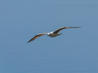 seagull flying beautiful blue sky