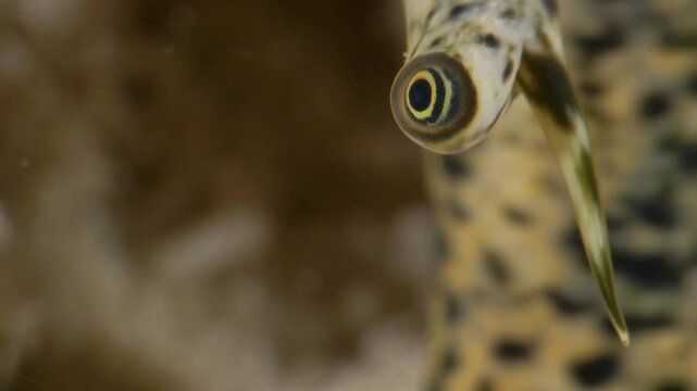 Queen Conch Eye &mdash; Extreme Macro in the Caribbean Sea, Bonaire