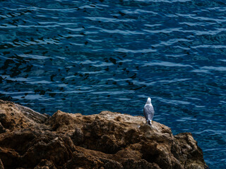 Beautiful seagull on the rock